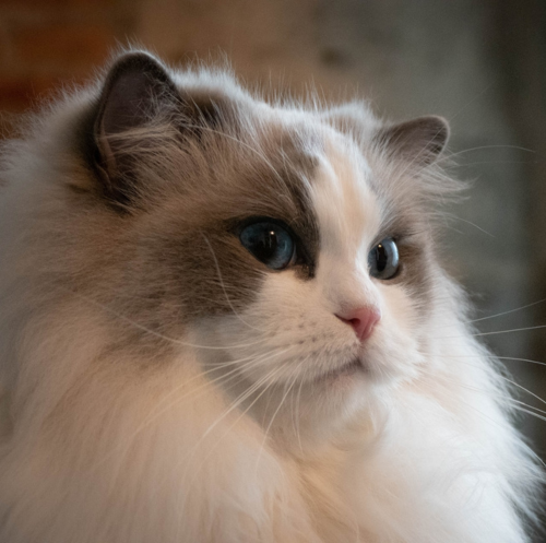 Ragdoll Female - Blue Bicolore High Mitted (S2S2) - HelloSweety