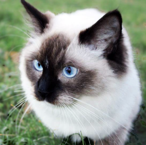 Ragdoll Femelle - Seal mitted - HelloSweety