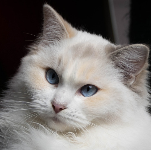 Ragdoll Femelle - Bleue tortie tabby bicolore High Mitted (S2S2) - HelloSweety