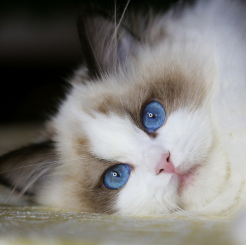 Ragdoll Female - Seal Bicolore High Mitted (S2S2)- HelloSweety